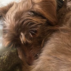 Meet your Posher, Anika